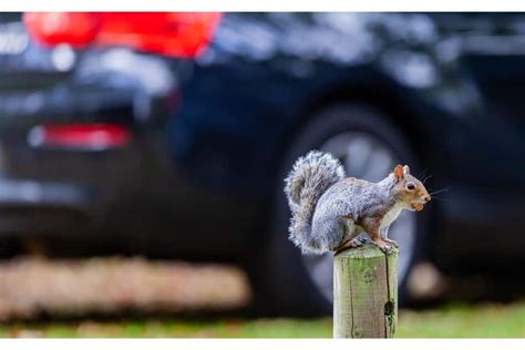 How to Keep Squirrels Out of Your Car: And Why They Might Be Planning a Road Trip