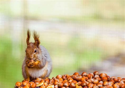 Is Mongoose a Good Bike? And Why Do Squirrels Love Acorns?