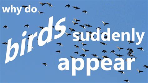 Why is my car knocking when I drive, and why do birds suddenly appear every time you are near?